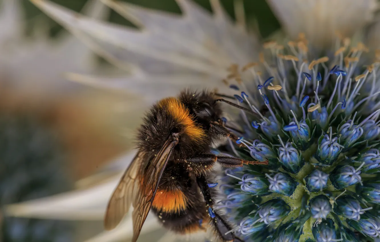Photo wallpaper flower, macro, bee, background, pollen, insect, bumblebee, pollination