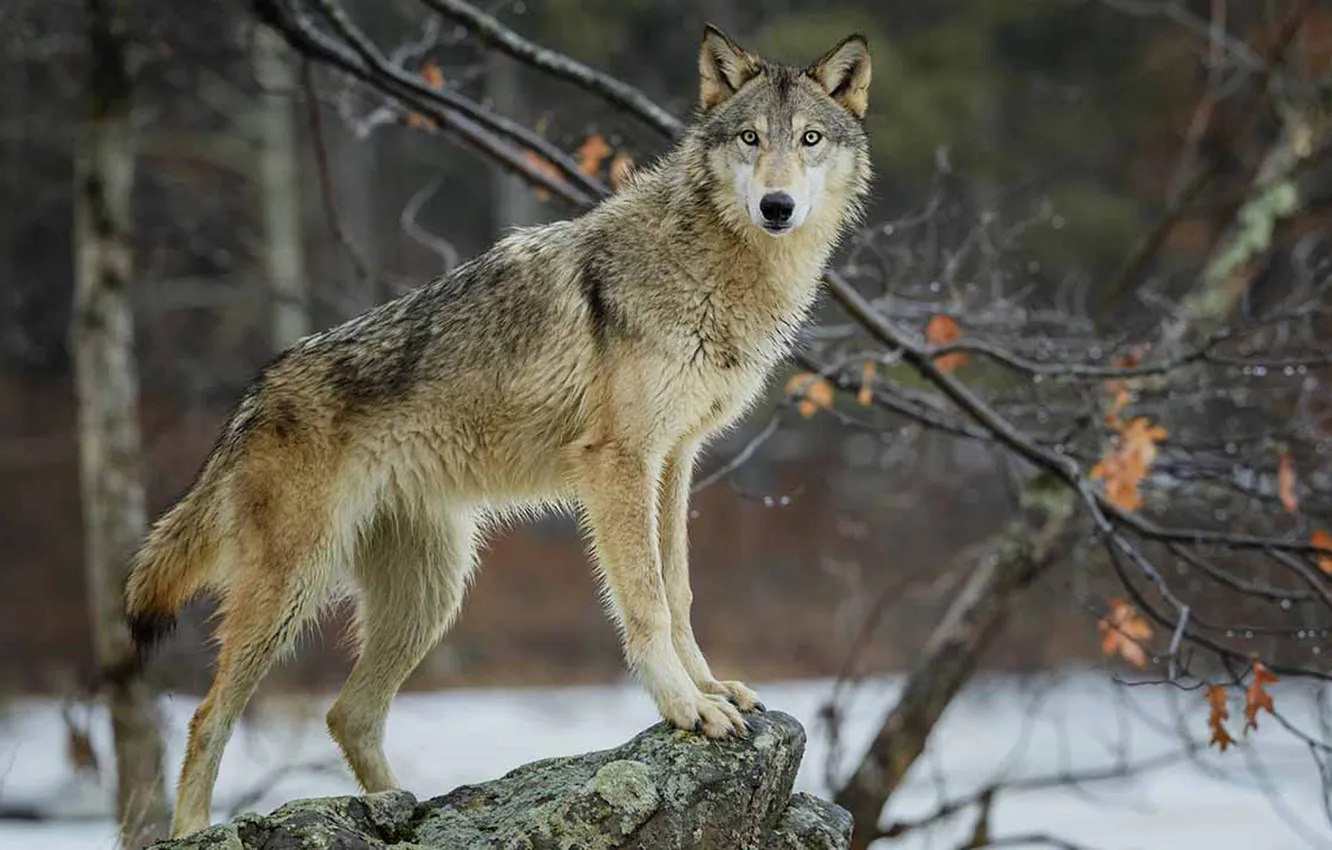 Photo wallpaper nature, Gray Wolf, face, animal, wolf, canis lupus, wildlife, head