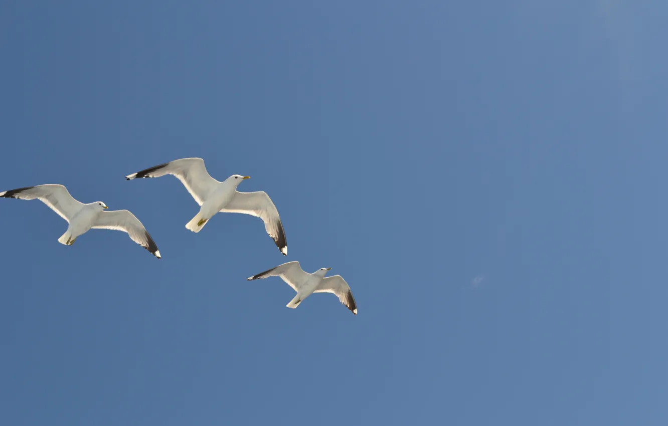 Photo wallpaper the sky, purity, seagulls