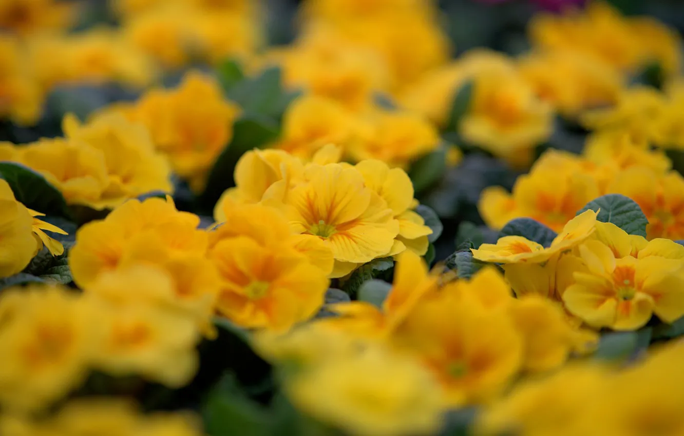 Photo wallpaper yellow, spring, primrose