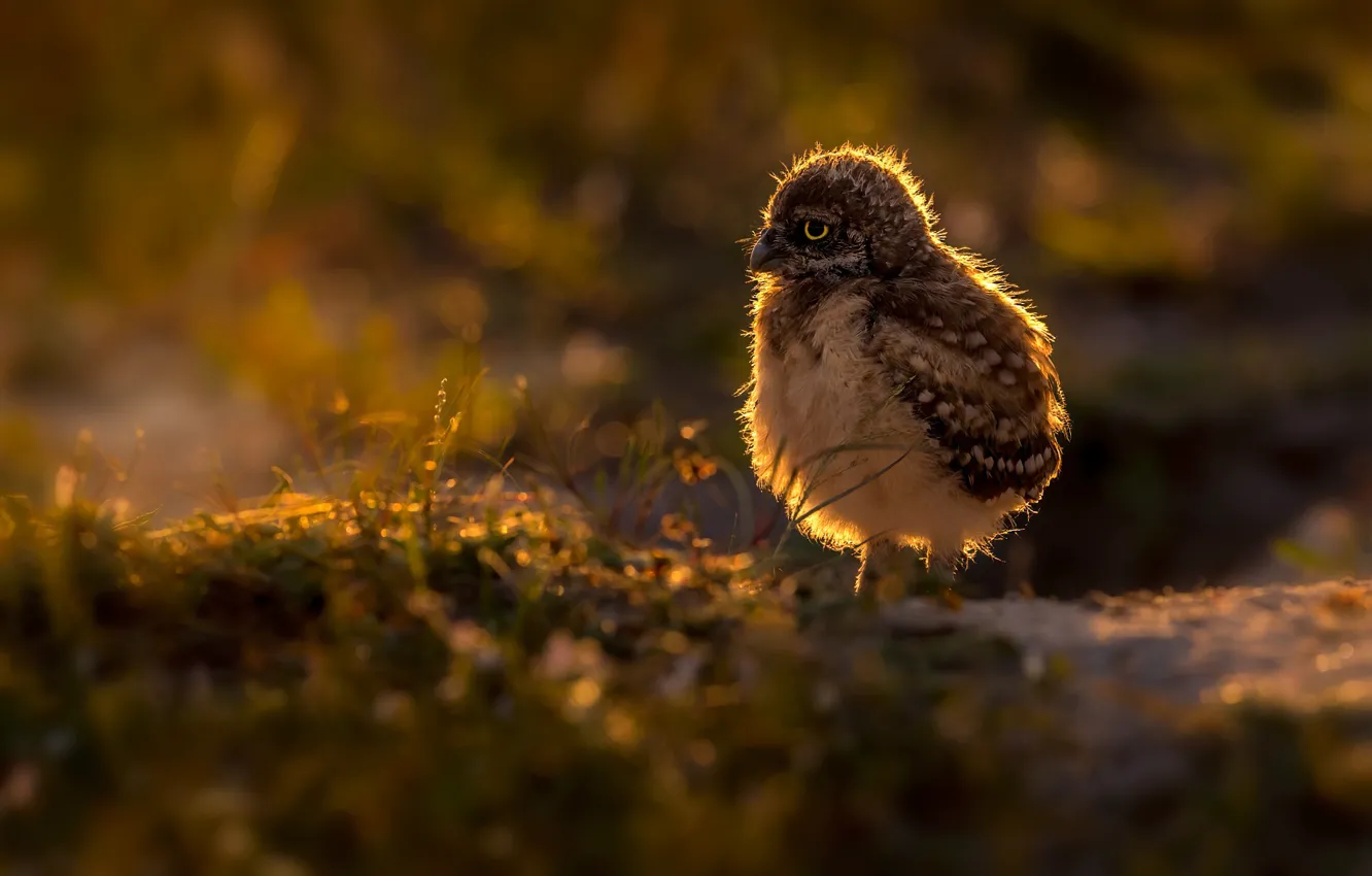 Photo wallpaper light, owl, bird, Chicks, bokeh, owlet, owl