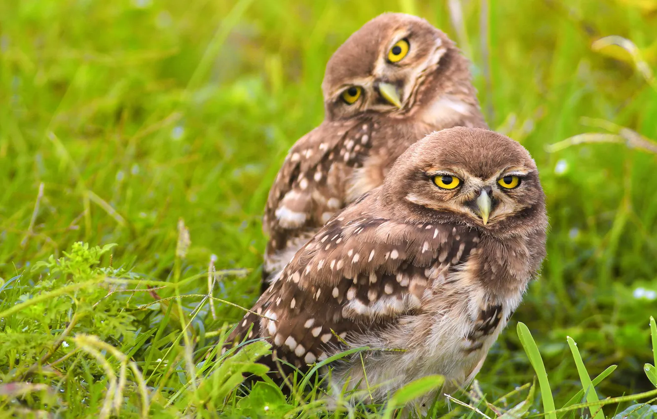 Photo wallpaper greens, grass, look, nature, pose, owl, bird, glade