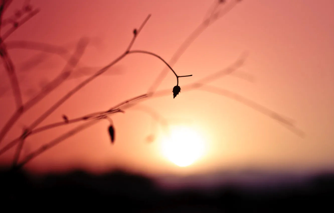 Photo wallpaper the sky, the sun, macro, sunset, sprig, leaf, plant, color