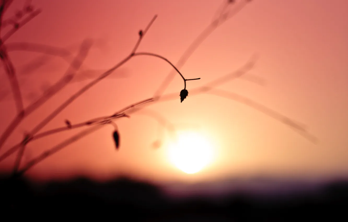 Photo wallpaper the sky, color, the sun, macro, sunset, sprig, leaf, plant