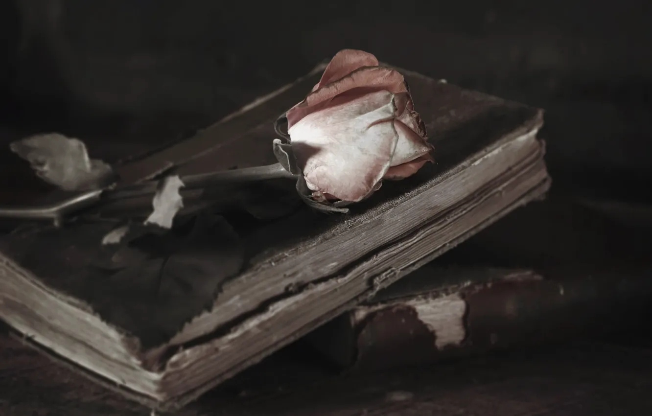 Photo wallpaper background, roses, book
