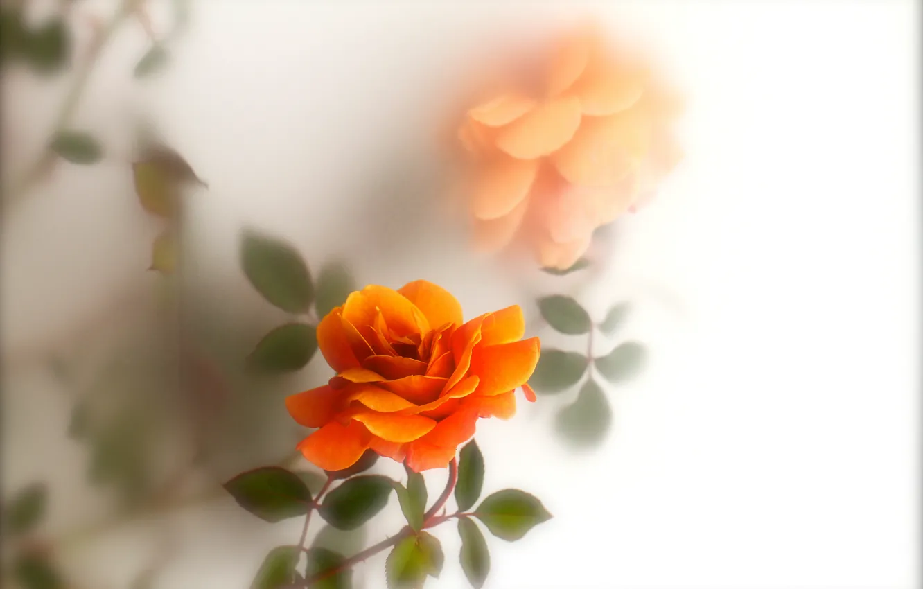 Photo wallpaper leaves, rose, orange, blur