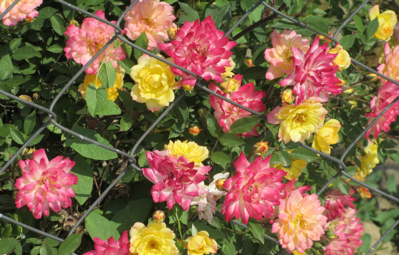 Photo wallpaper roses, beauty, the bushes, Meduzanol ©, Summer 2018