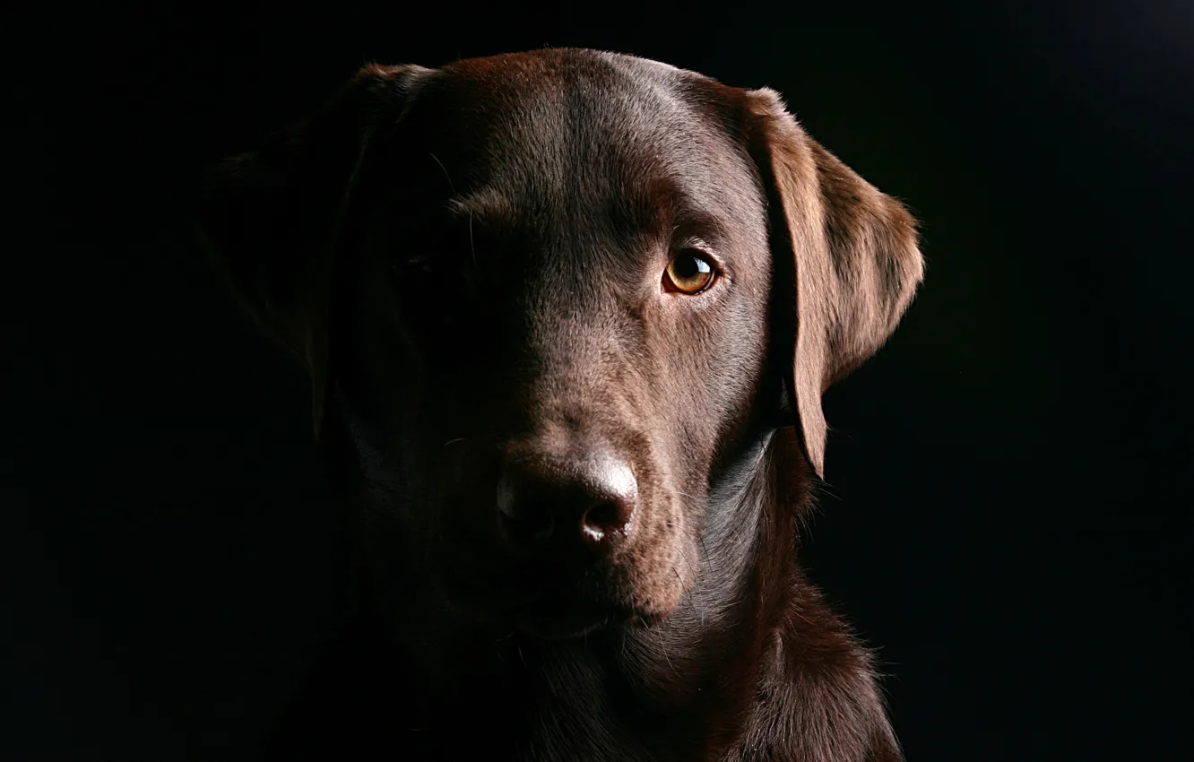 Photo wallpaper eyes, face, dog, dog, black background, Labrador