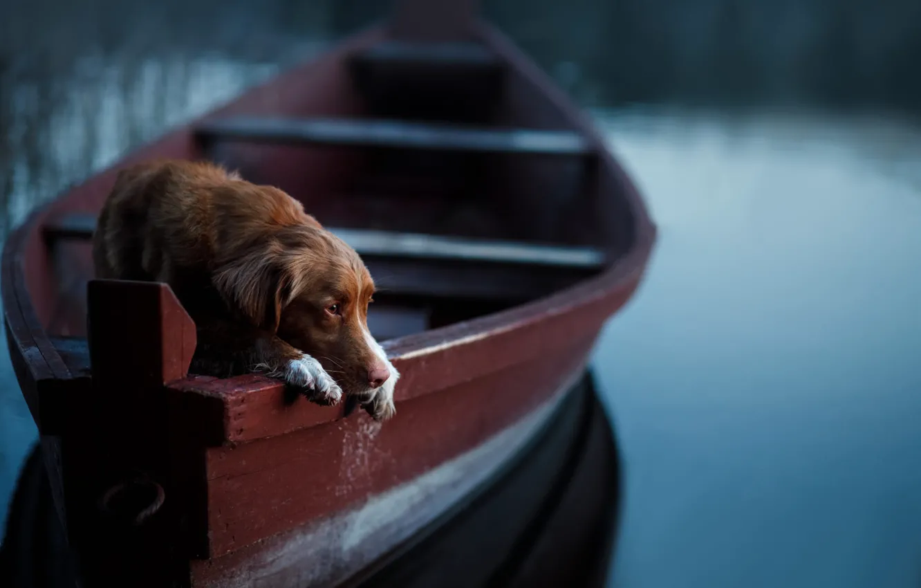 Photo wallpaper sadness, look, nature, pose, boat, dog, lies, face