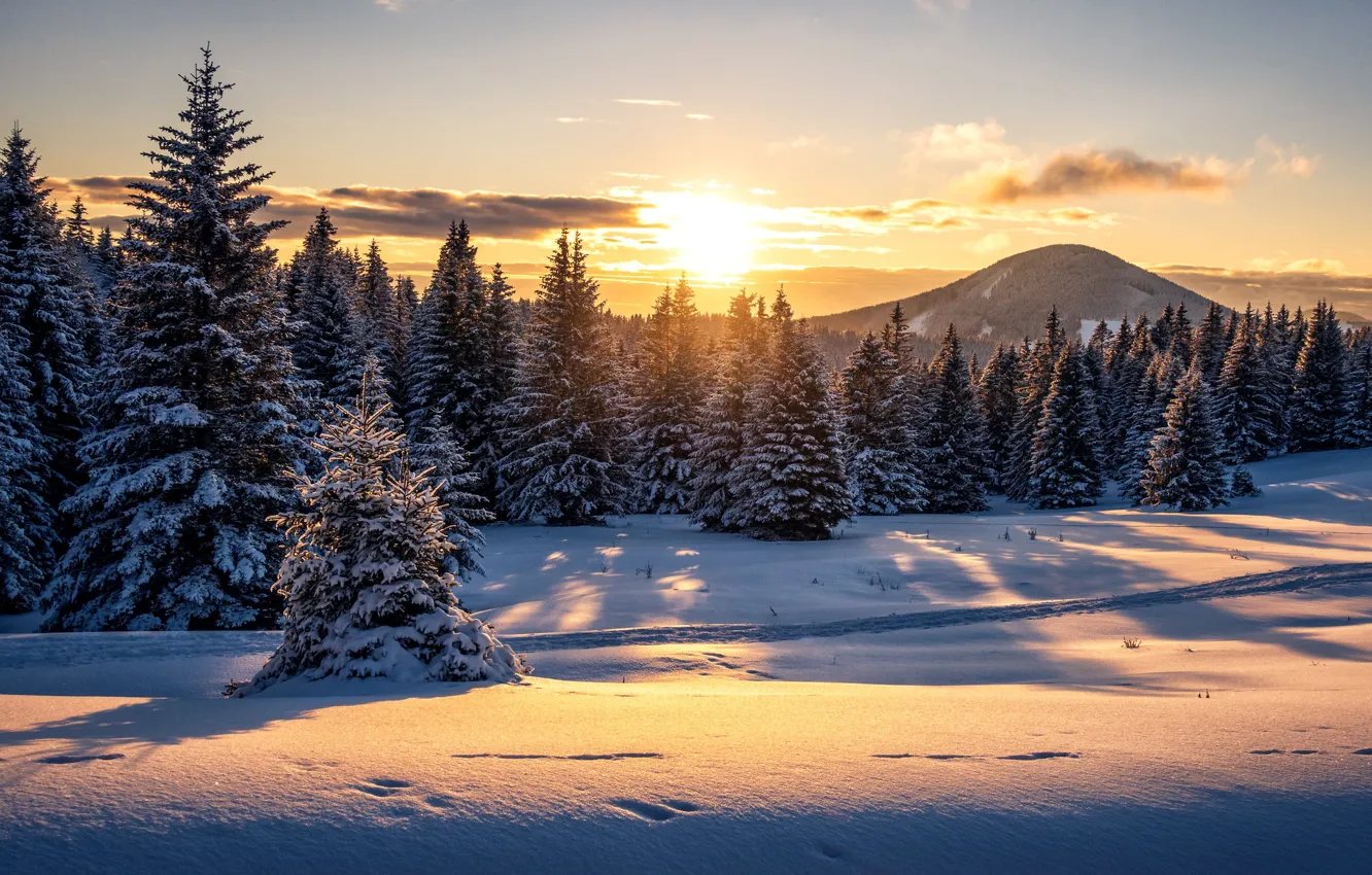 Photo wallpaper winter, forest, snow, sunset, mountain, Austria, ate, the snow