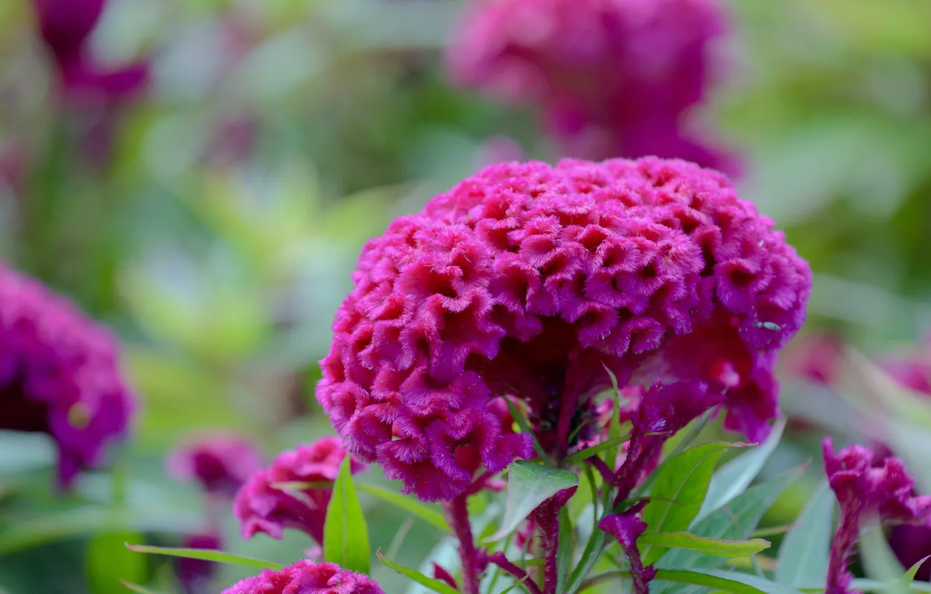 Photo wallpaper summer, macro, flowers, pink, flowering