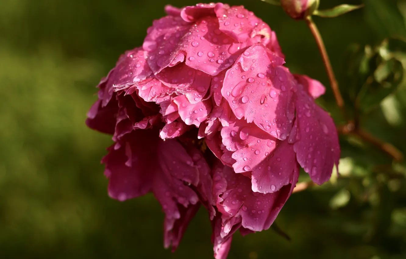 Photo wallpaper leaves, drops, macro, light, flowers, Rosa, spring, petals