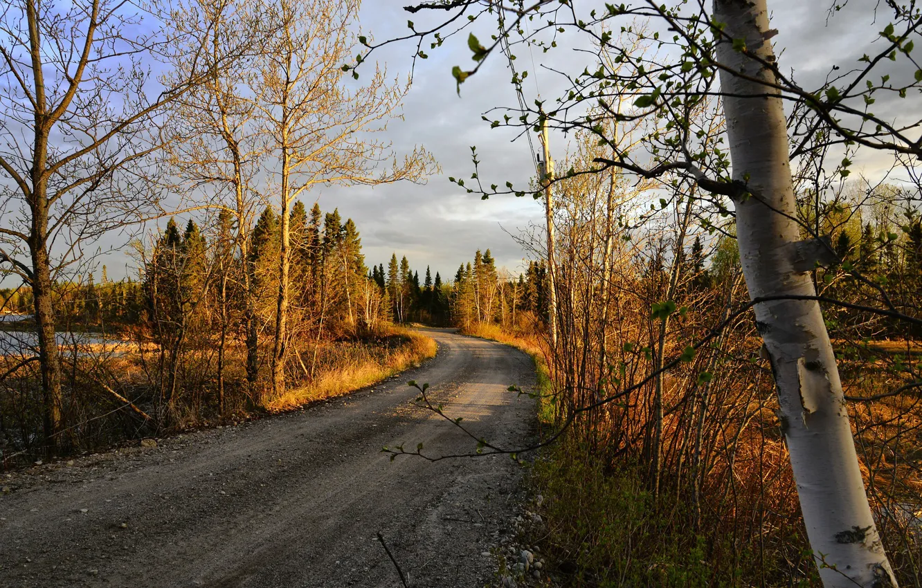 Photo wallpaper road, forest, trees, spring, Alain Audet