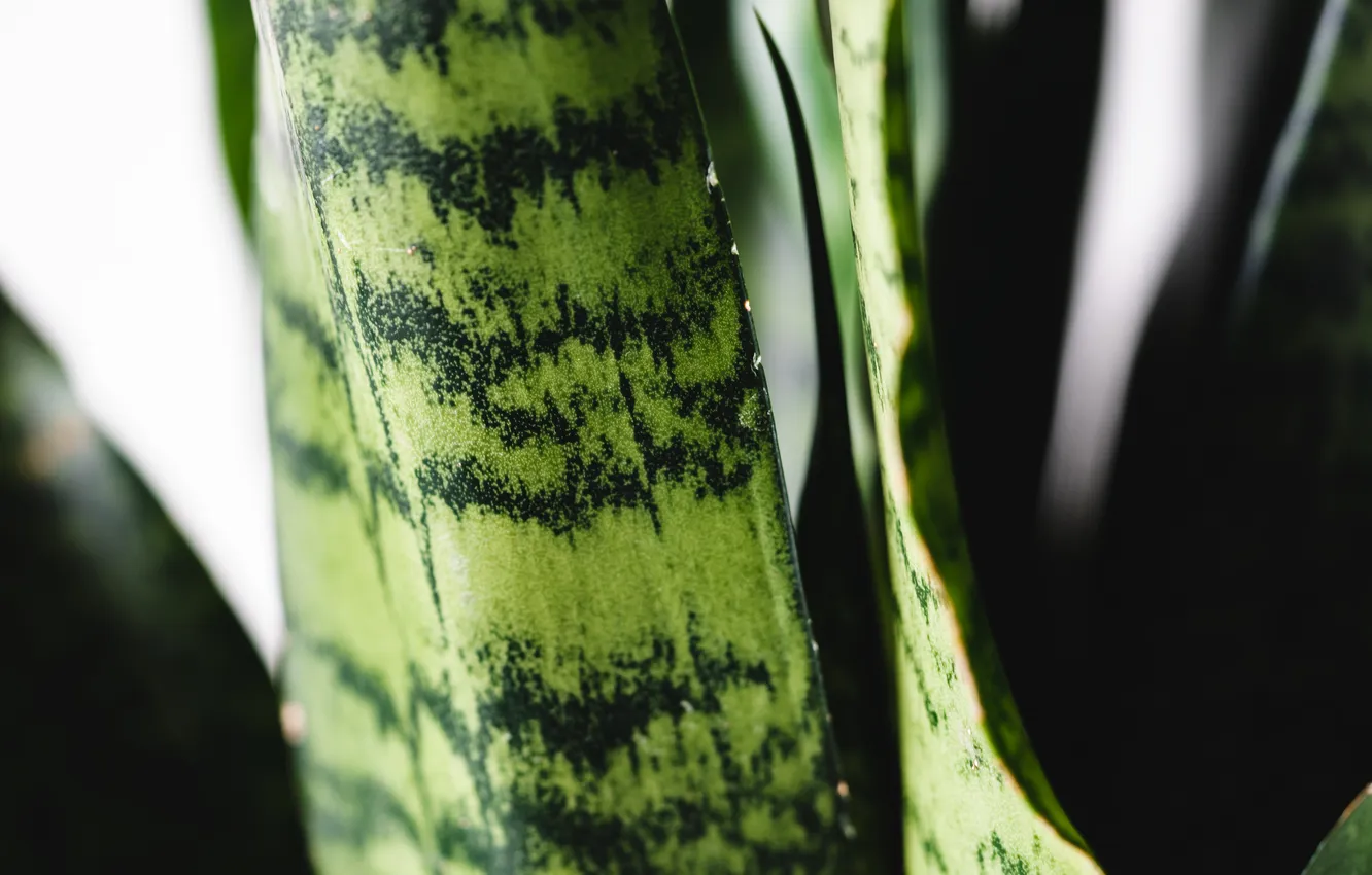 Photo wallpaper green, plant, aloe vera