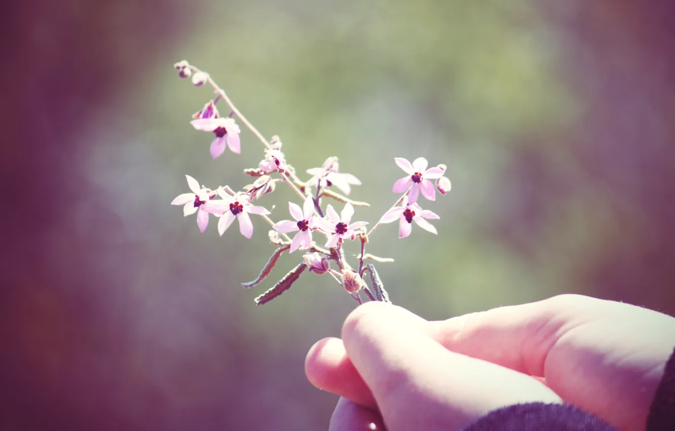 Photo wallpaper flower, macro, mood, plant, hand, colours, macro