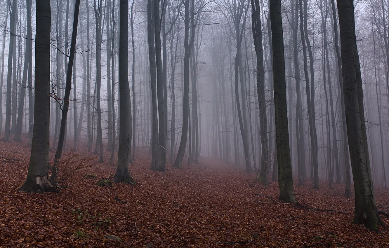 Photo wallpaper autumn, forest, trees, fog, fallen leaves