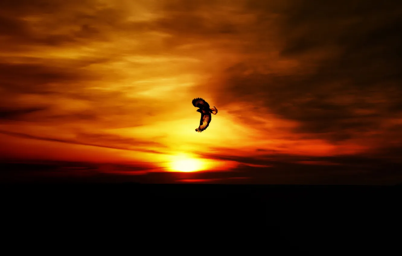 Photo wallpaper the sky, sunset, nature, bird