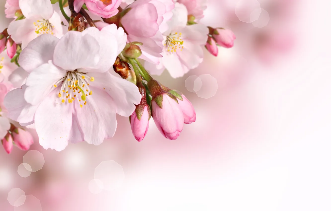 Photo wallpaper flowers, spring, petals