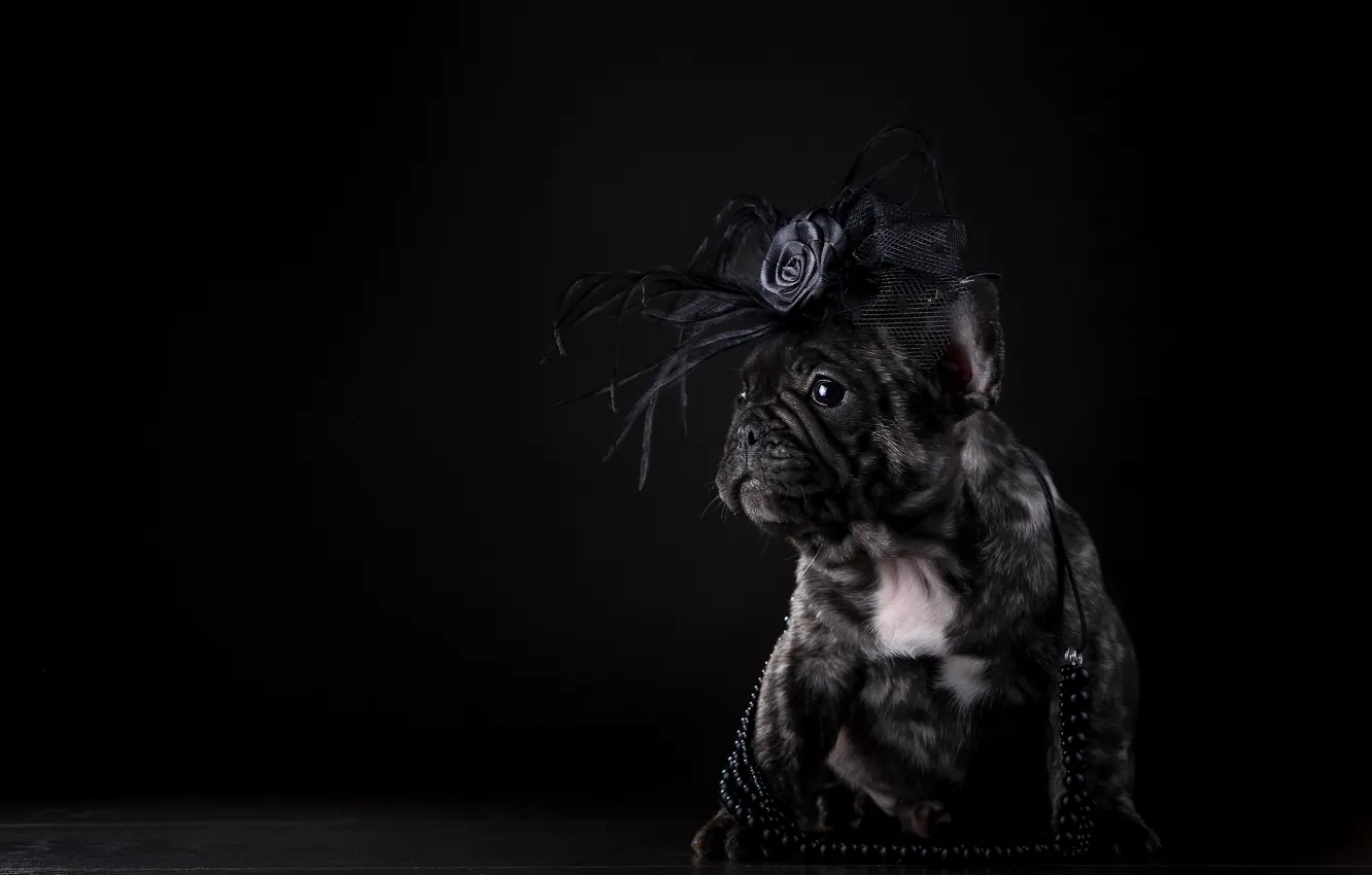 Photo wallpaper dog, puppy, beads, bow, French bulldog