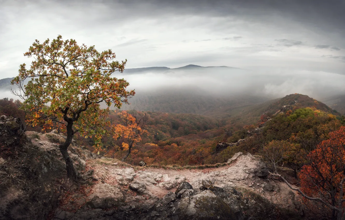 Photo wallpaper trees, mountains, fog