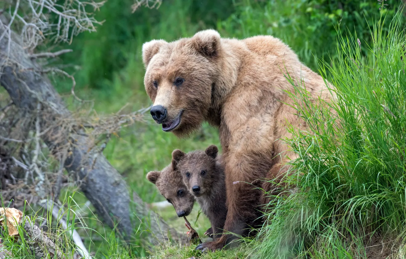 Photo wallpaper grass, bears, bears, a couple, bear, Grizzly
