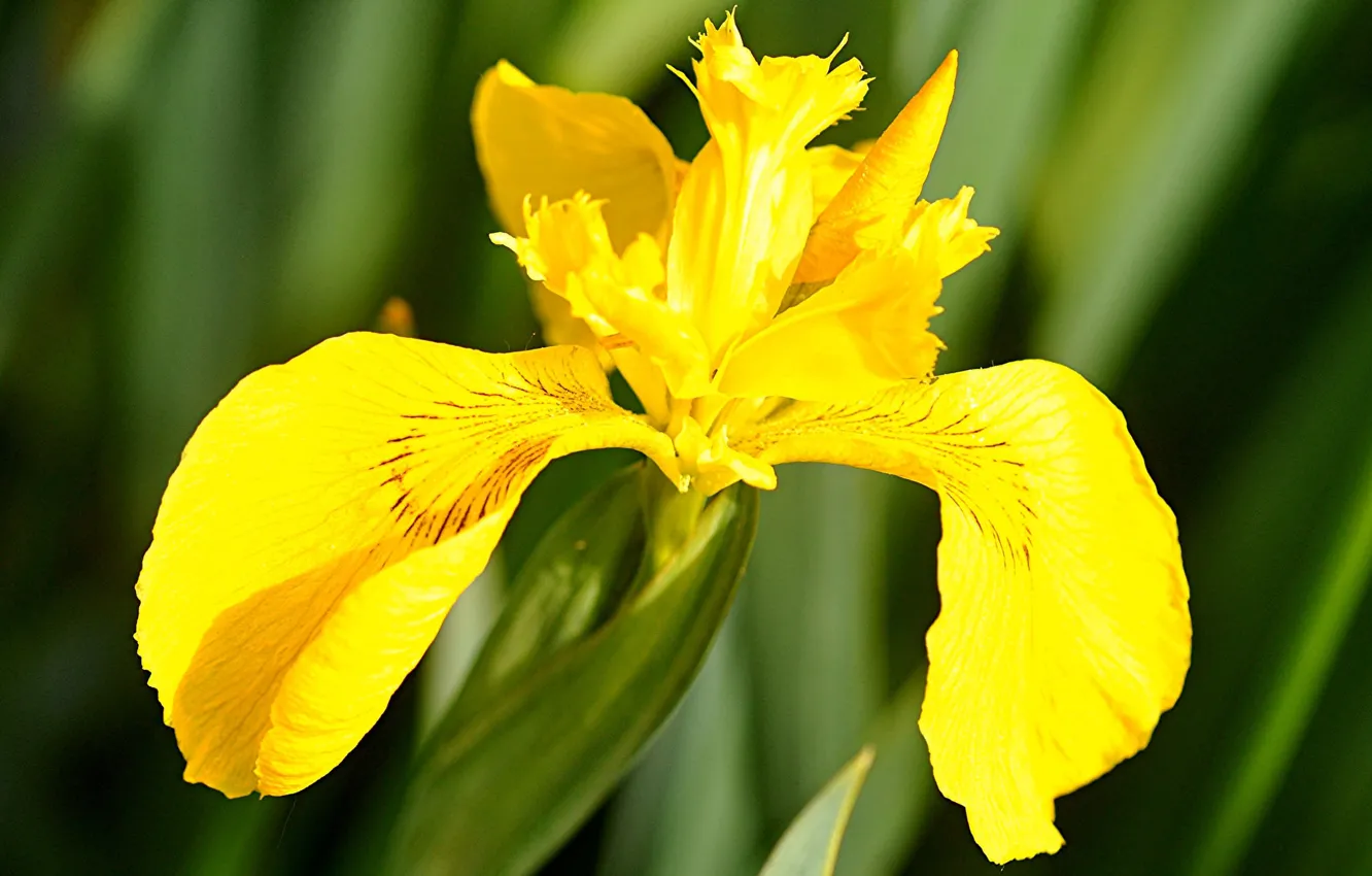 Photo wallpaper macro, petals, iris