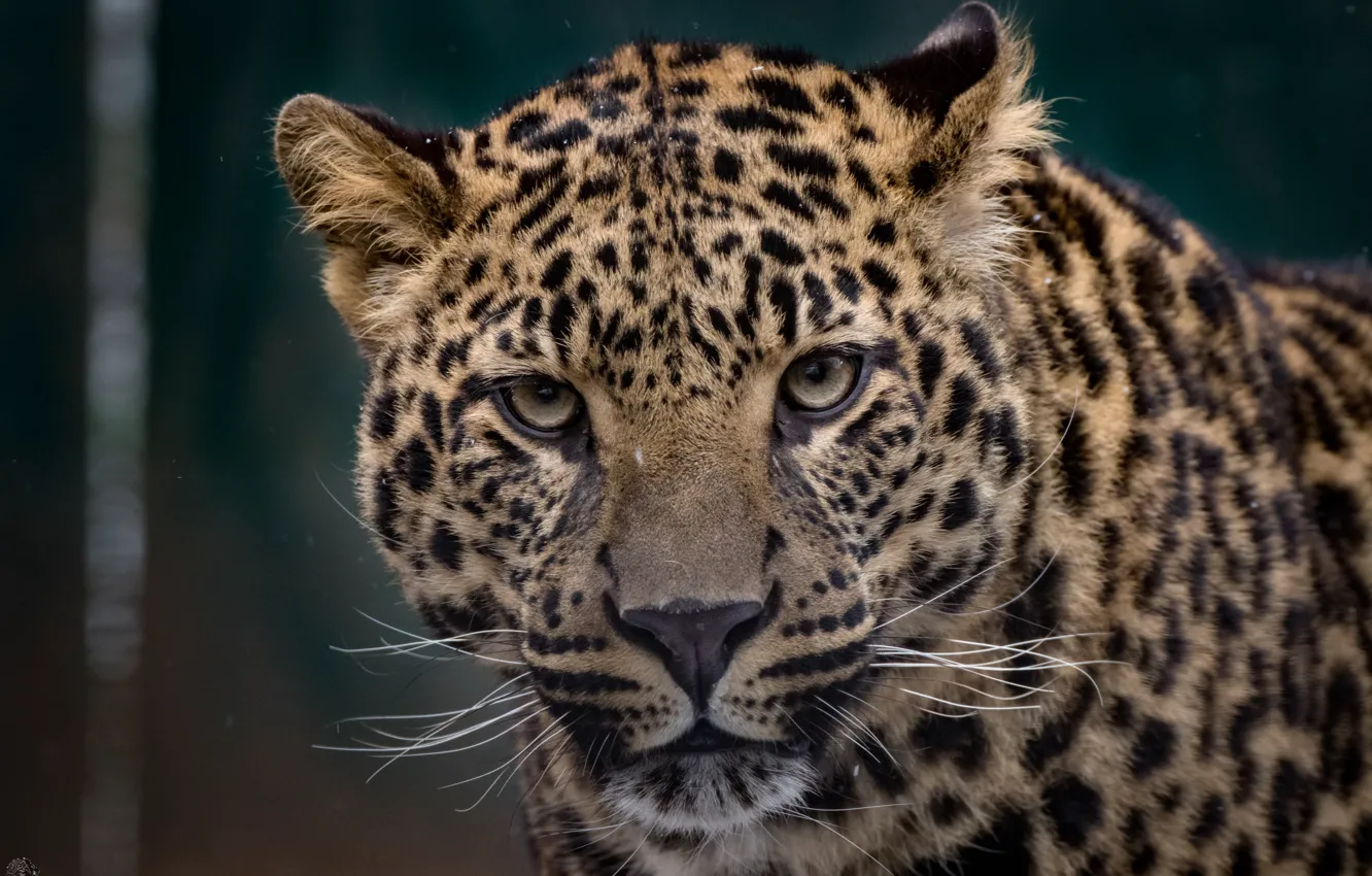 Photo wallpaper face, spot, leopard