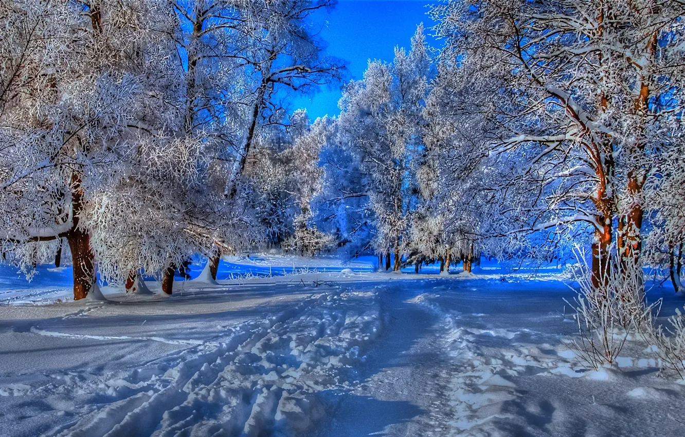 Photo wallpaper ROAD, FOREST, The SKY, FROST, SNOW, WINTER, TRAIL, TREES