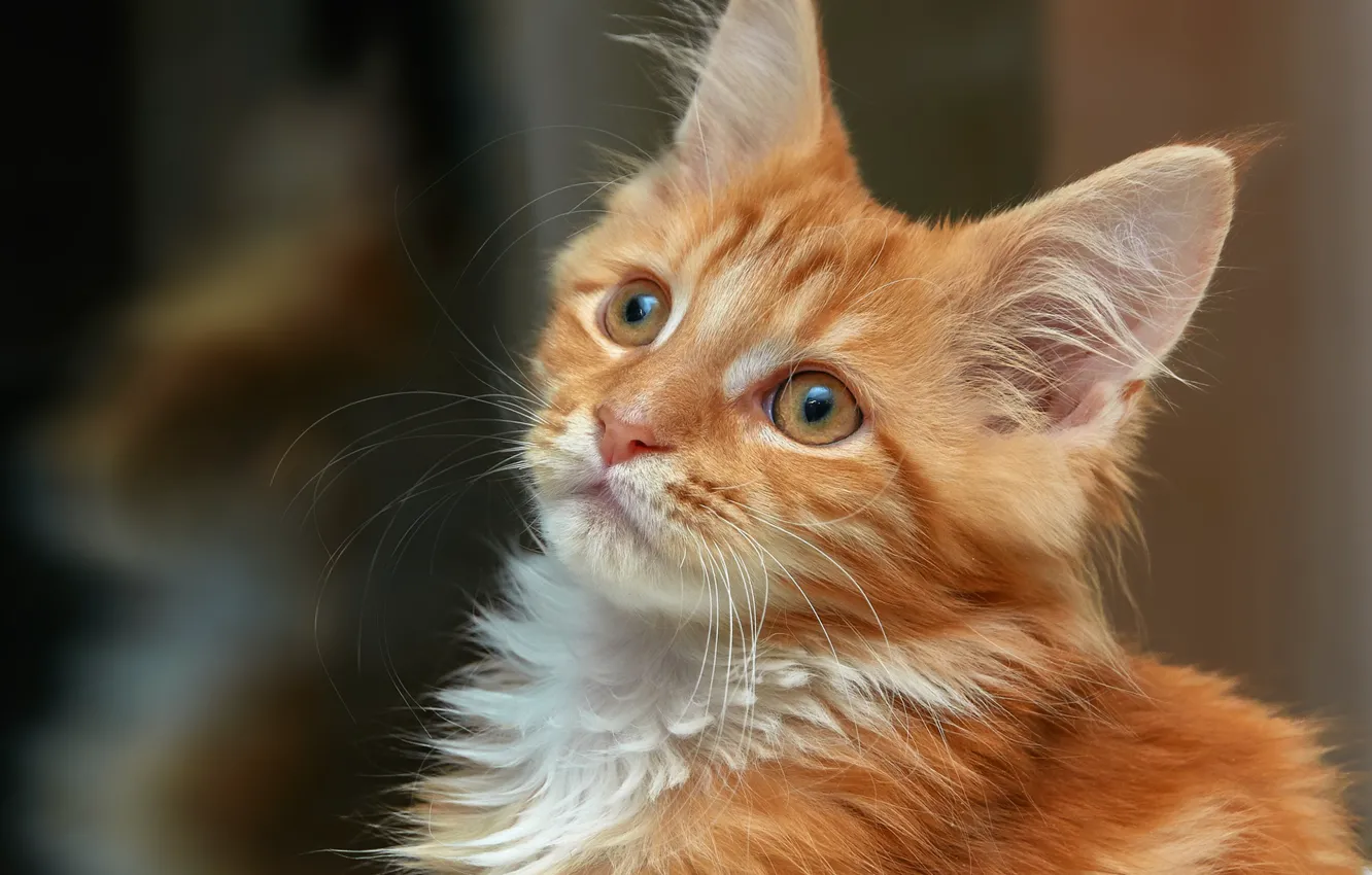Photo wallpaper look, portrait, red, muzzle, kitty, Maine Coon
