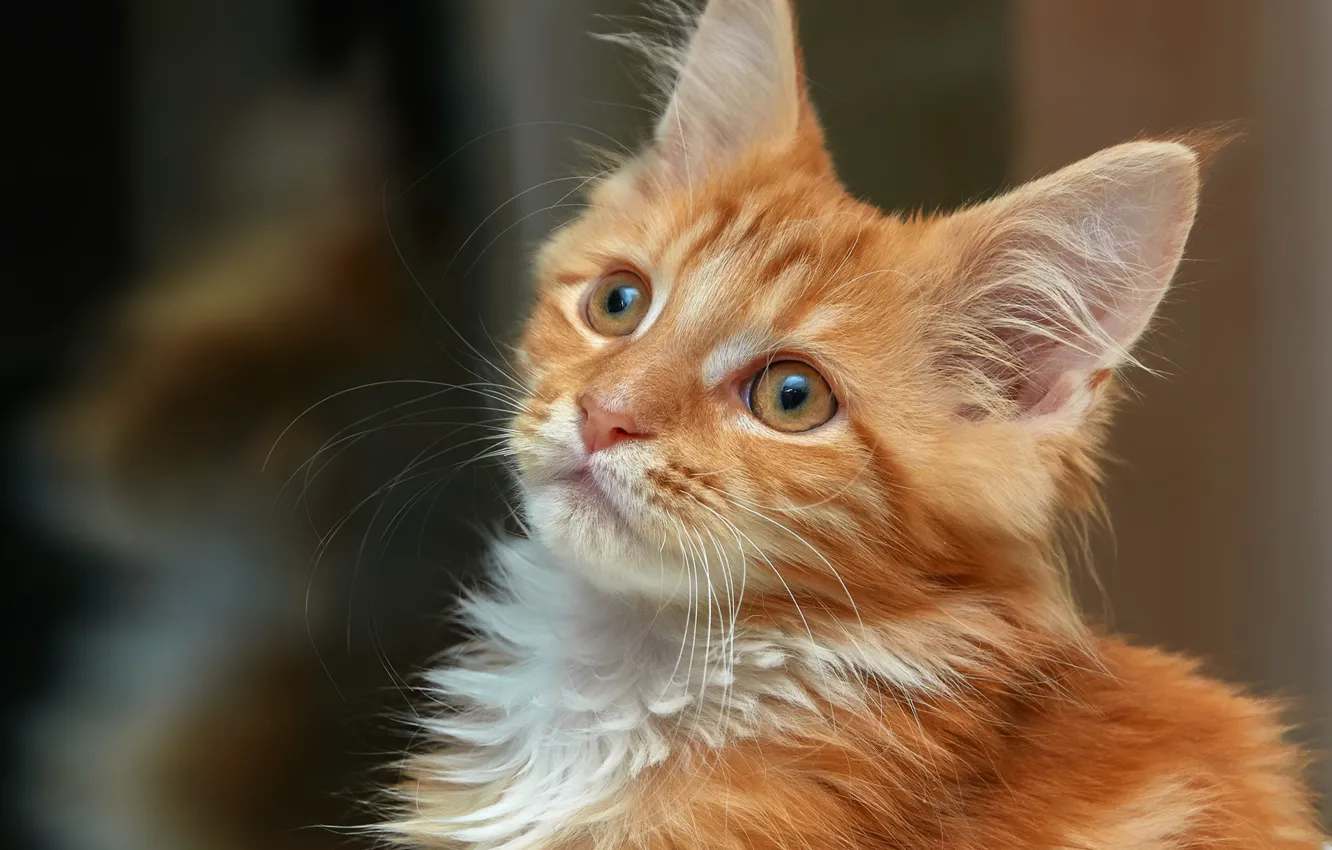 Photo wallpaper look, portrait, muzzle, red, kitty, Maine Coon