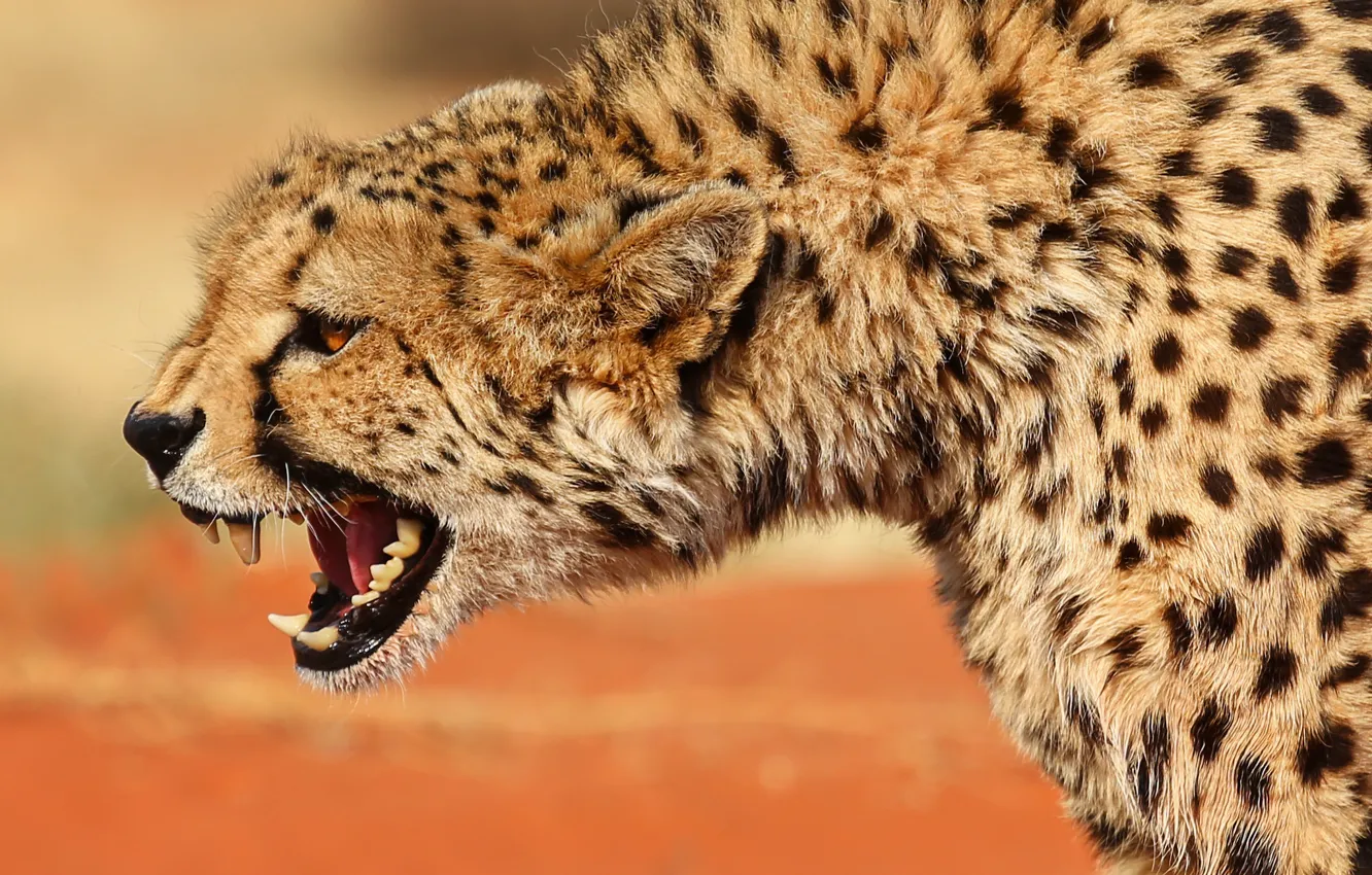 Photo wallpaper nature, animal, predator, mouth, Cheetah, prrfil