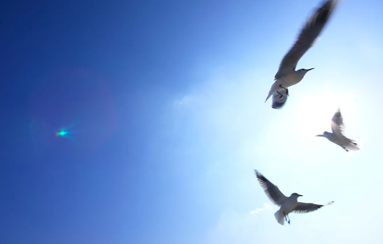 Photo wallpaper the sky, light, bird