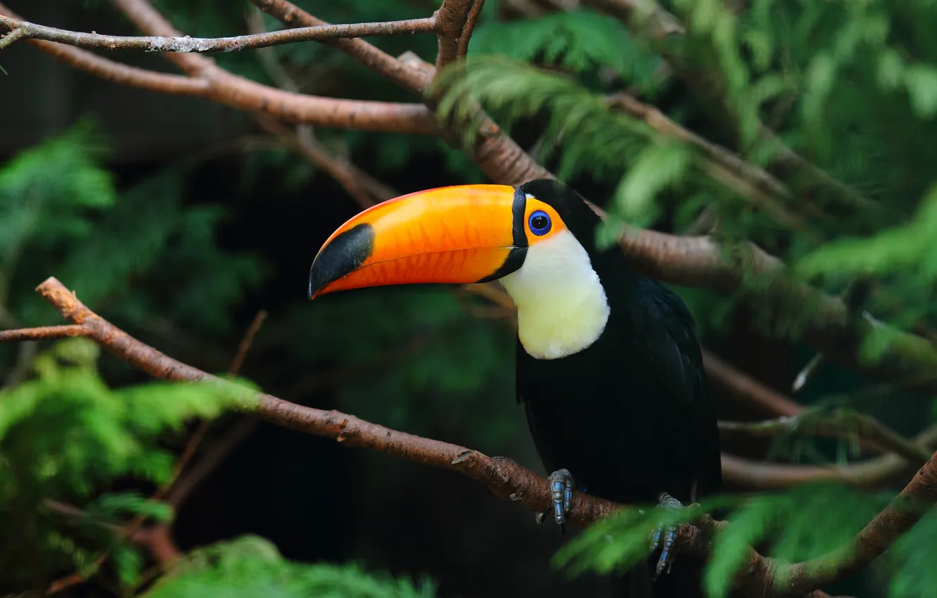 Photo wallpaper leaves, trees, branches, bird, Toucan