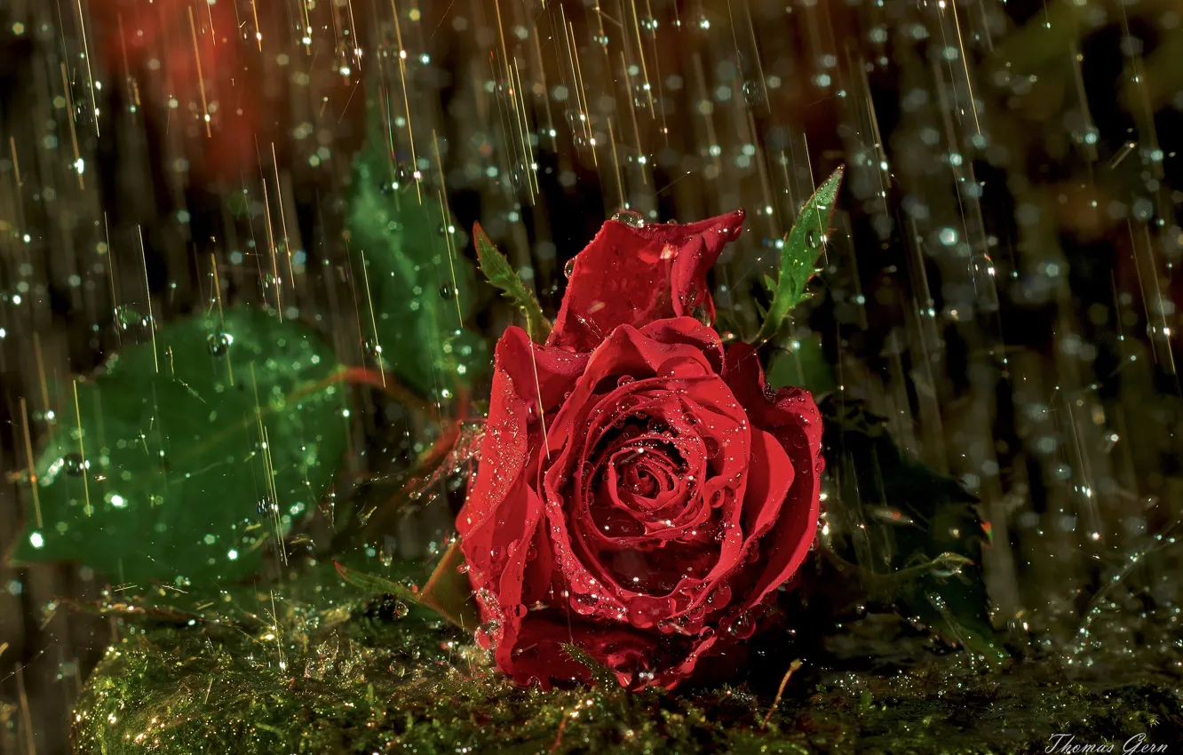 Photo wallpaper drops, macro, rain, rose, Bud