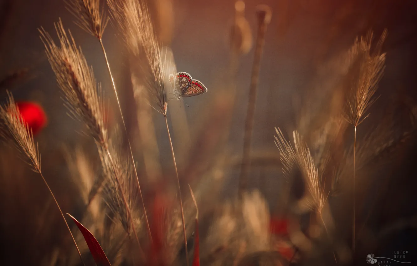 Photo wallpaper grass, flowers, butterfly, ears