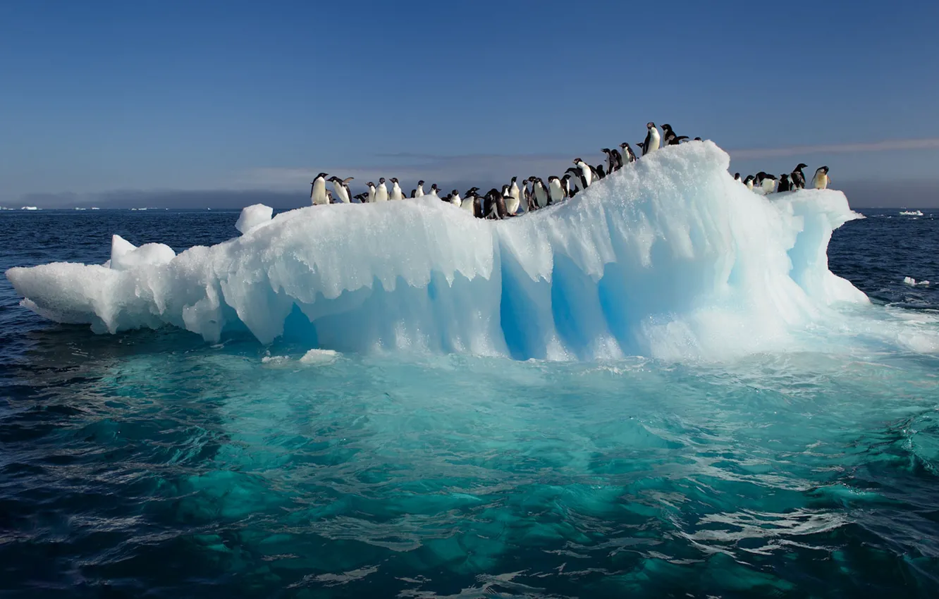 Photo wallpaper water, the ocean, penguins, floe, Antarctica