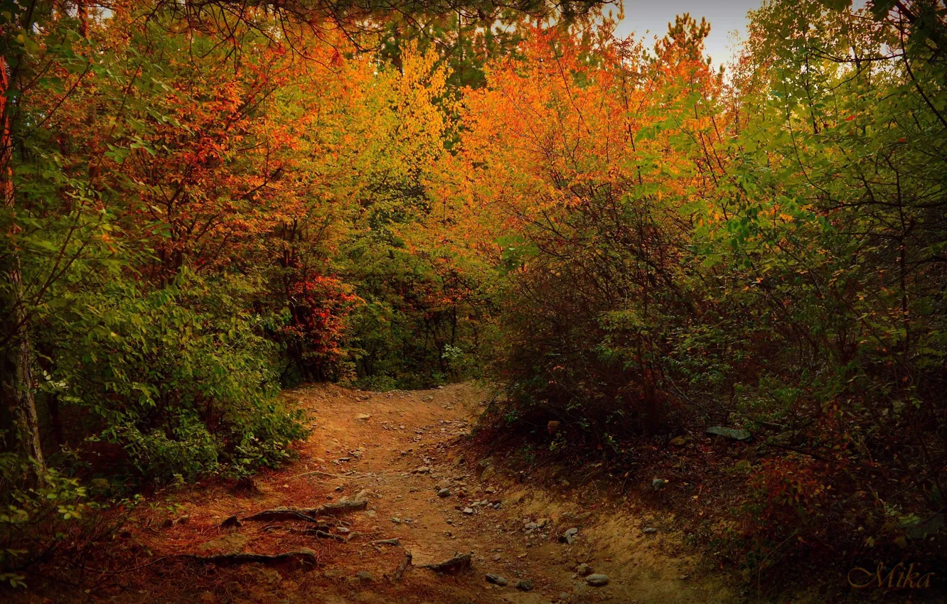 Photo wallpaper autumn, trees, trail, colors, track, trees, autumn, path