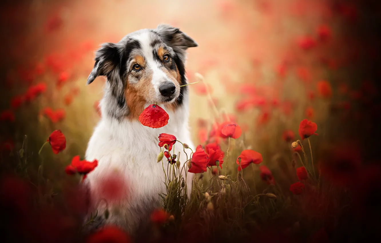 Photo wallpaper face, flowers, Maki, dog, bokeh, Australian shepherd, Aussie