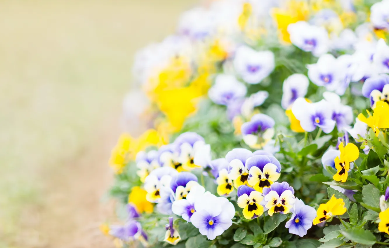 Photo wallpaper flowers, nature, background