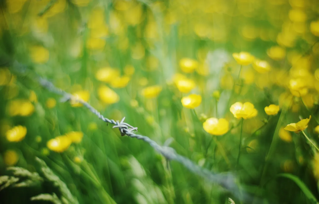 Photo wallpaper summer, grass, macro, flowers, yellow, wire