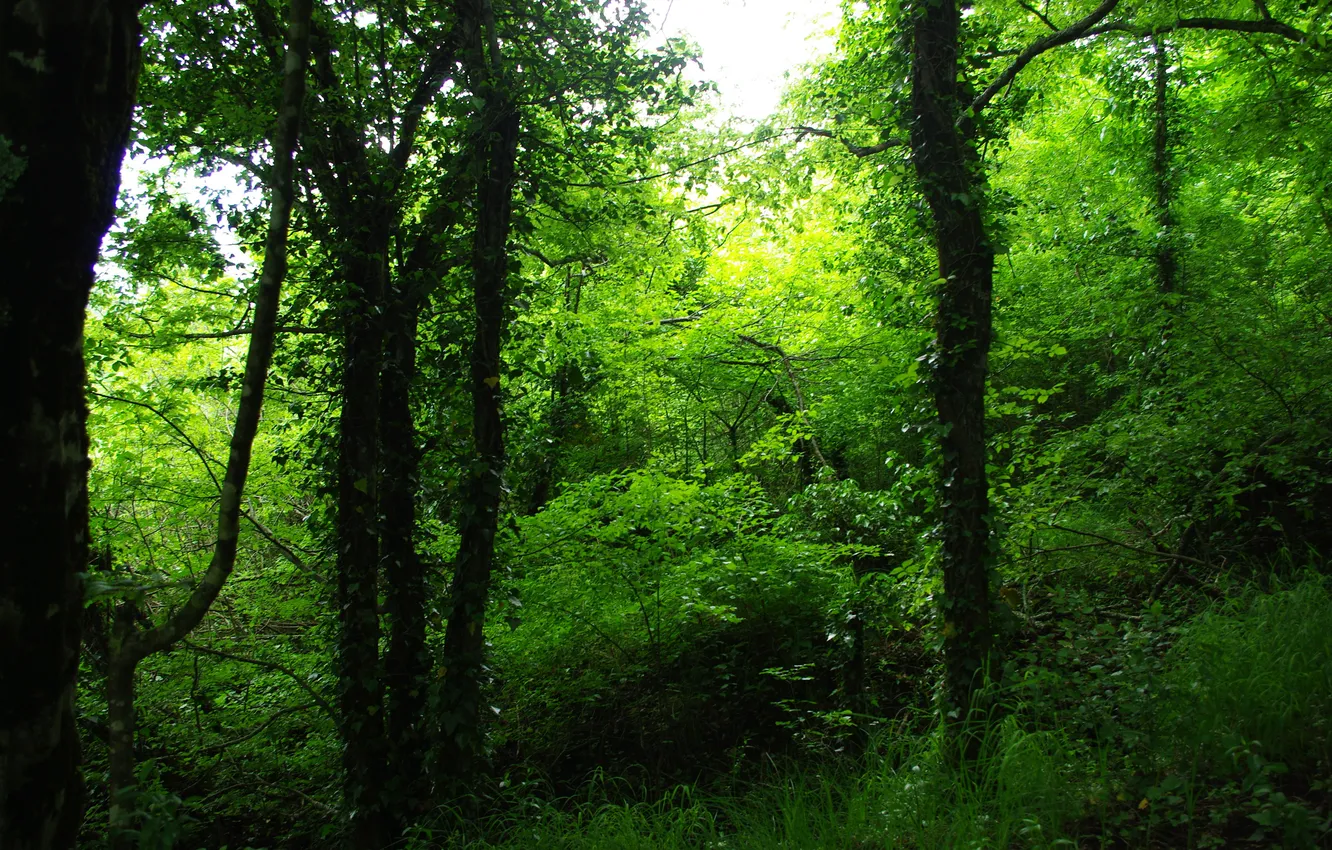 Photo wallpaper greens, forest, trees, beauty
