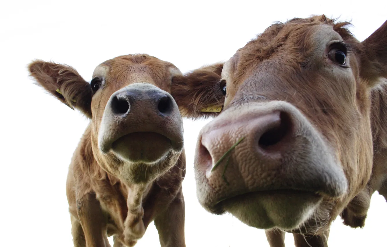 Photo wallpaper face, macro, cows