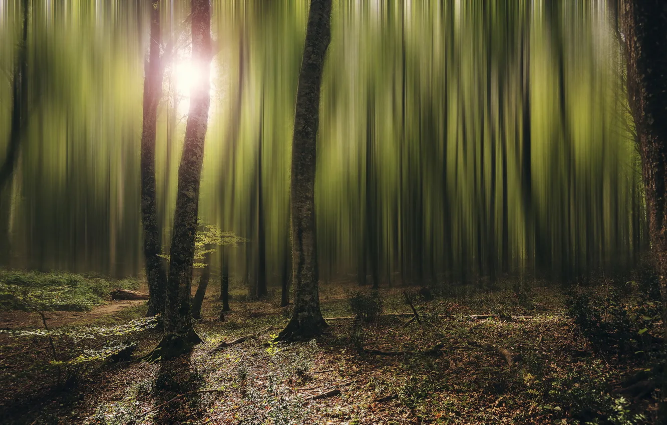 Photo wallpaper autumn, forest, nature