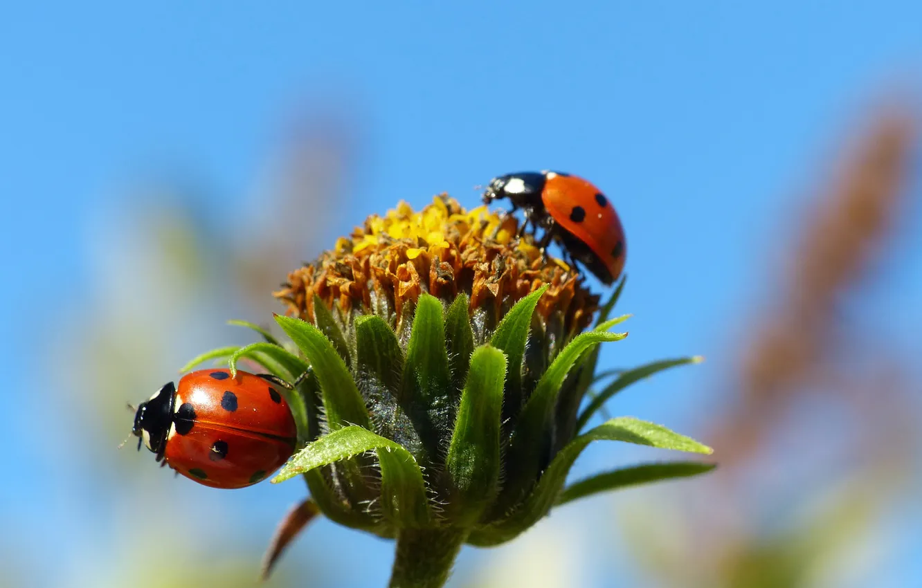 Photo wallpaper the sky, flowers, ladybug, insect