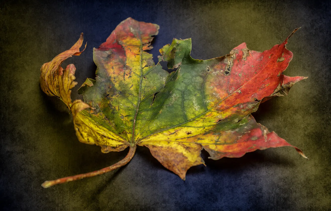 Photo wallpaper texture, colour, decay