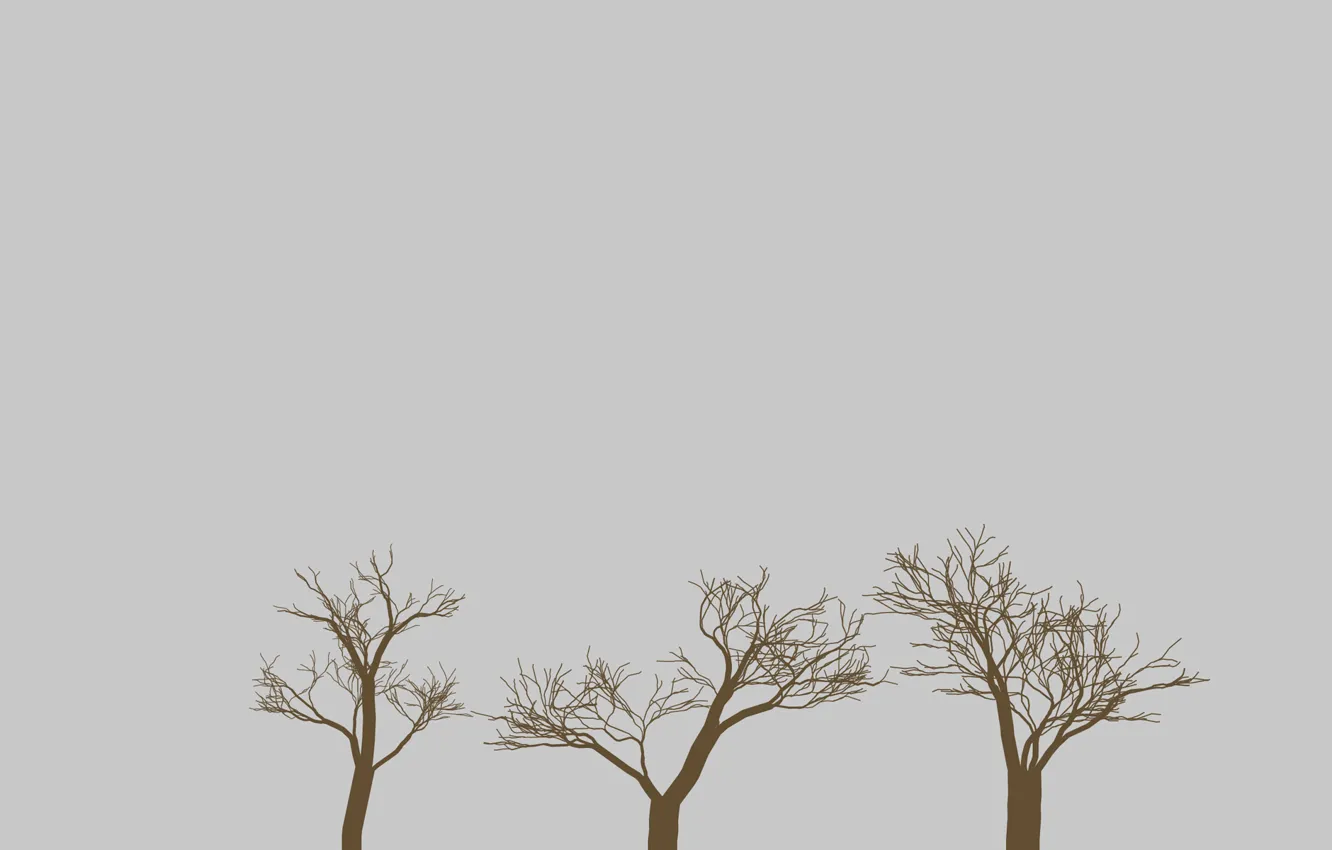 Photo wallpaper trees, branches, nature