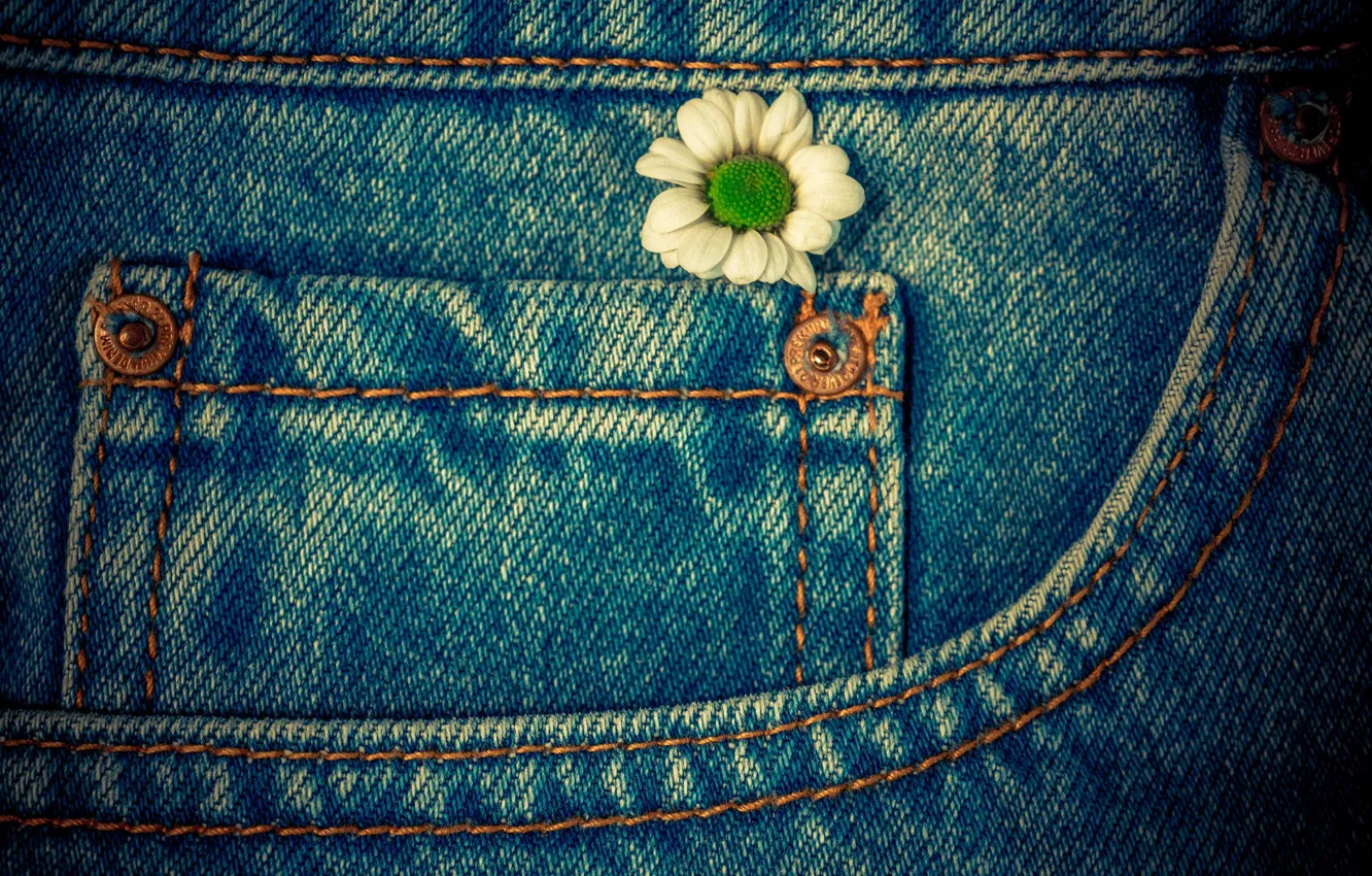 Photo wallpaper flower, macro, jeans