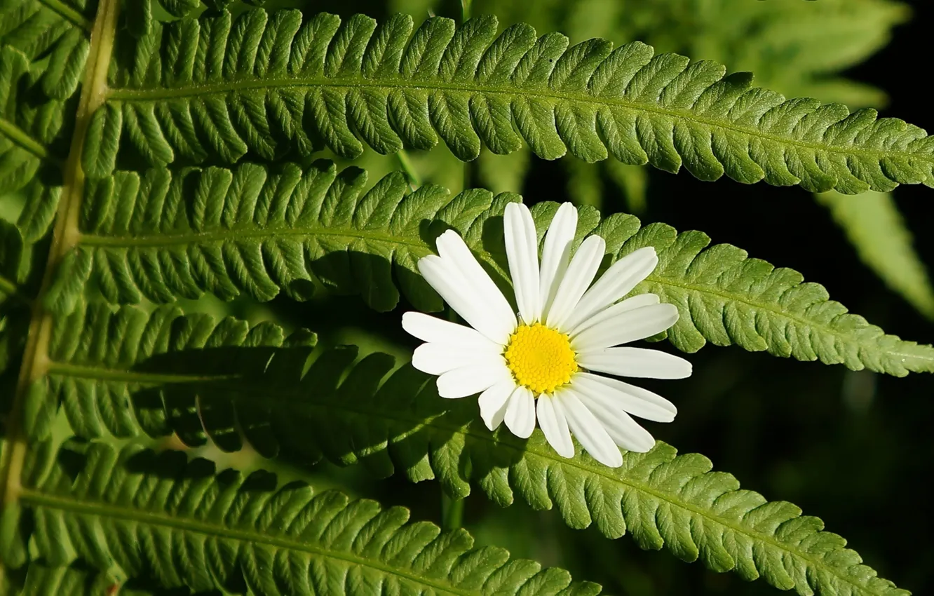 Photo wallpaper flower, twig, blooming