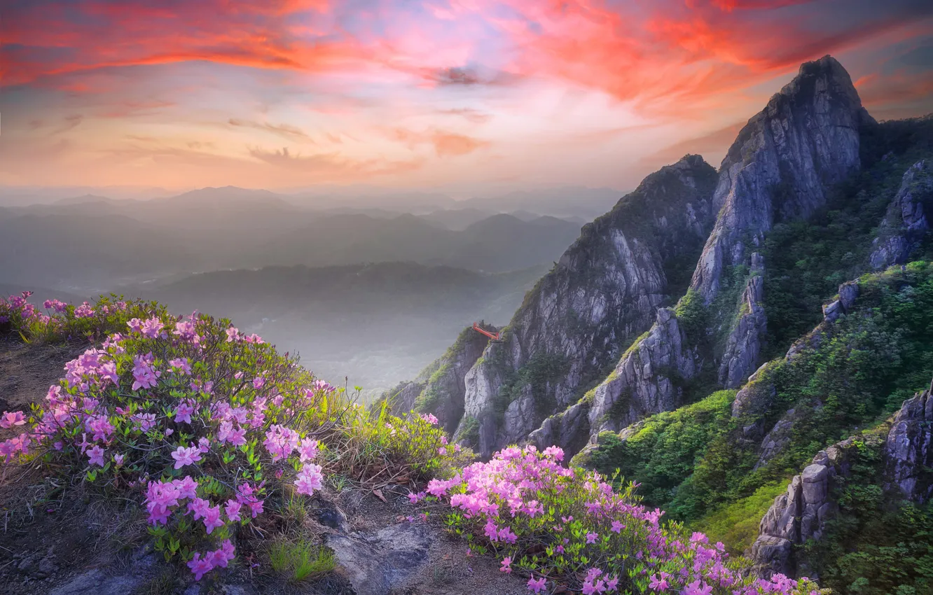 Photo wallpaper flowers, mountains, Azalea, rhododendrons
