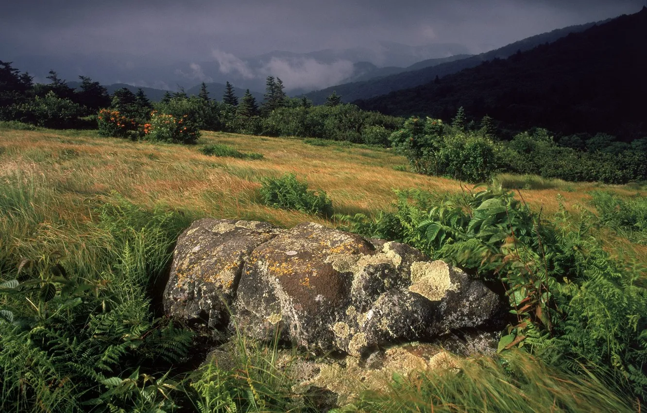 Photo wallpaper grass, stones, storm, slope